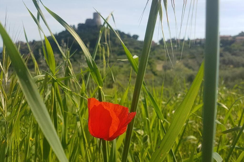 Apartamento La Casina Di Nonna Giulia Castiglione dʼOrcia Exterior foto